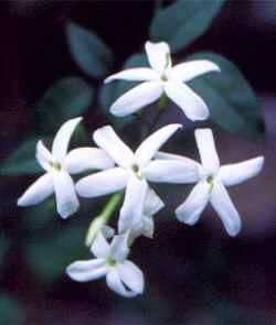 Jasminum officinale Jasmine climber scented